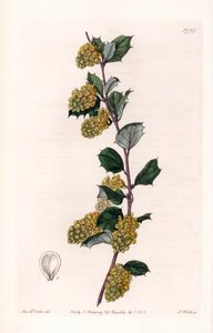 Berberis