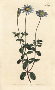 Paquet bleu, Félicie, Marguerite du Cap ou Aster du Cap - Marguerite bleue, Felicia amelloides (Cineraria à fleurs bleues ou aster du Cap, Cineraria amelloides) - Gravure sur cuivre coloriée à la main par Sansom d
