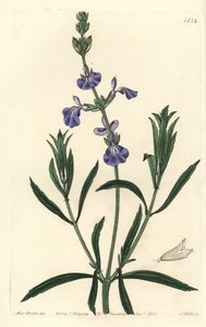 Sauge bleue - Sauge des prairies, Salvia azurea