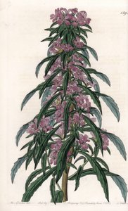 Boisduvalia, épilobe à fleurs denses - Sydenham Teast Edwards
