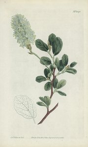 Gravure botanique - Sydenham Teast Edwards