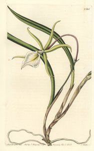 Brassavola perrinii (Brasavola de Perrin) (illustration de Sarah Drake, gravure de S. Watts)