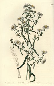 Aster fragile