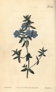Pimprenelle à larges feuilles, Anagallis latifolia. Gravure à la main par Weddell d