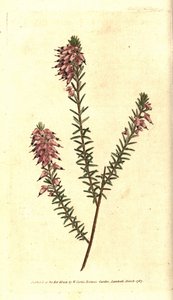 Bruyère carnée - Sydenham Teast Edwards