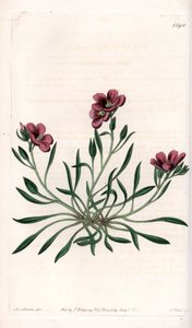 Calandrinia variété, originaire d