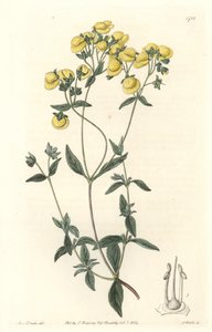 Calceolaire ou petit chausson ou bourse de dame, originaire du Chili - du Botanical Register - Sydenham Teast Edwards