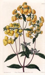 Calceolaire rugosa