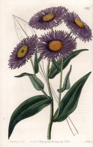Erigeron de Californie