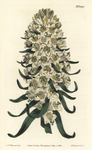 Campanule à belles fleurs - Campanule pyrénéenne, Campanula speciosa (Campanule à longues pointes, Campanula thyrsoidea). Gravure à la main par F. Sansom Jr. d