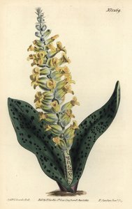 Lachenalia orchioides - Sydenham Teast Edwards