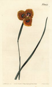 Tulipe du Cap - Moraea orange, Moraea tulbaghensis (Moraea pavonia). Gravure à la main par F. Sansom Jr. d