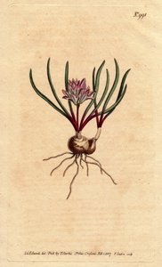 Jacinthe du Cap, avec bulbe, feuilles écarlates et fleurs rose pâle - Sydenham Teast Edwards
