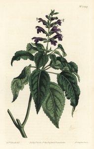 Sauge des Caraïbes - Salvia lamiifolia (Sauge à fleurs pourpres, Salvia amoena). Gravure à la main par F. Sansom Jr. d