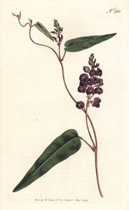 Caulinia bimaculata (Glycine pourpre, Glycine bimaculata)