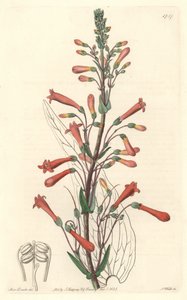 Chelone (ou Galane) à feuilles de valériane, originaire de Californie - Gravure par S. Watts d