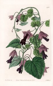 Chapeau chinois - Gravure par S. Watts d