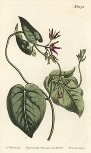 Liane à lait, Matelea obliqua. Gravure à la main en couleur par F. Sansom Jr. d