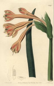 Clinanthus fauve