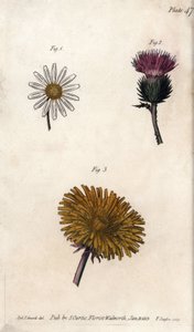 Fleurs composites : prépacket, chardon des ânes (ou faux acanthe onopordum) et pissenlit - Sydenham Teast Edwards