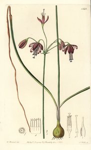 Corail du Mexique ou goutte de corail - Bessera elegans. Gravure à la main en couleur par S. Watts d