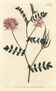 Coronille bigarrée (illustration de Sydenham Edwards, gravure de Sansom)