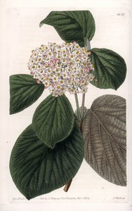 Viorne cotonneuse - Sydenham Teast Edwards