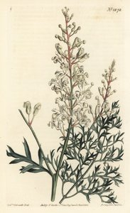 Buisson frisé ou tanaisie - Sydenham Teast Edwards