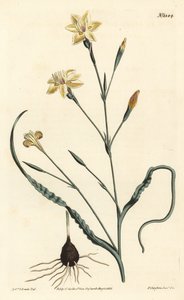 Moraea à feuilles frisées, Moraea crispa. Gravure à la main par F. Sansom Jr. d