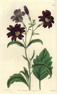 Salpiglossis sinueux - Salpiglossis sinuata - Sydenham Teast Edwards
