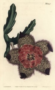 Stapelia pulvinata