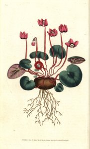 Cyclamen de Cos ou du Caucase - Cyclamen coum