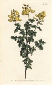 Cytisophyllum sessilifolium (Cytisus sessilifolius)