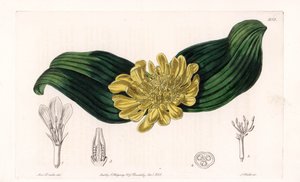 Daubenya Variete - Gravure par S.Watts, d