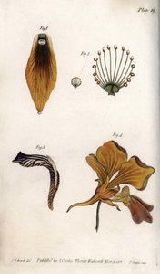 Description détaillée de la tige et de la couronne de la fritillaire. Gravure sur cuivre coloriée, illustration de Sydenham Edwards (1768-1819) pour les conférences de botanique, jardin botanique de Lambeth (Angleterre)