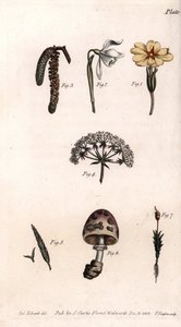 Différents calices : primevère, perce-neige, noisette, cike, herbe, champignon et mousse. Gravure sur cuivre coloriée, illustration de Sydenham Edwards (1768-1819) pour les conférences de botanique, jardin botanique de Lambeth (Angleterre) - Sydenham Teast Edwards