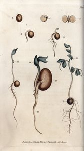 Différentes étapes de germination des graines de pois et de haricot commun - Sydenham Teast Edwards