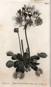 Dionée attrape-mouche (illustration de Sydenham Edwards) - Sydenham Teast Edwards