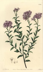 Sélago du Dr. Gill - Sydenham Teast Edwards