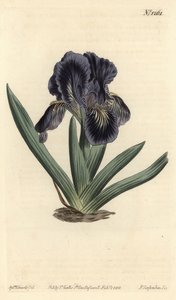 Iris nain - Iris x binata (Iris nain violet-bleu, Iris pumila var. violacea). Gravure à la main par F. Sansom Jr. d