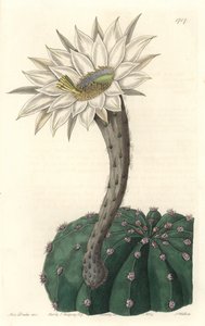 Echinocactus eyriesii, cactus en fleur, originaire du Mexique (illustration de Sarah Anne Drake)