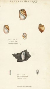 Bulle élastique, Bulla resiliens, et bulle pâle ou cylindrique, Bulla pallida