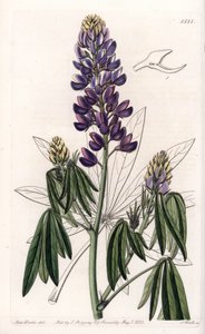 Lupin élégant ou Lupin du Mexique