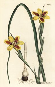 Moraea élégante, Moraea elegans. Gravure à la main en couleur par F. Sansom Jr. d