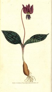 Érythrone dent de chien (illustration de James Sowerby) - Sydenham Teast Edwards
