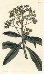 Euphorbe mellifère - Euphorbe mellifère, Euphorbia mellifera. Gravure à la main par F. Sansom Jr. d