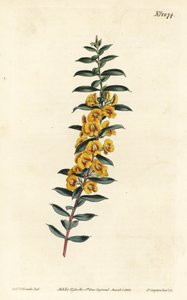 Eutaxie à feuilles de myrte - Sydenham Teast Edwards