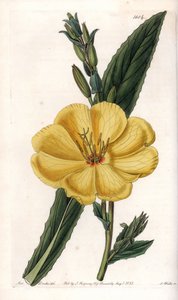 Onagre du soir à grandes fleurs - Sydenham Teast Edwards