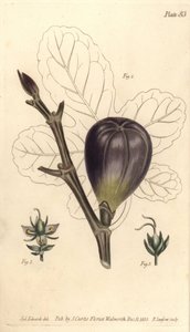 Figuier, Ficus carica (illustration de Sydenham Edwards, gravure de F. Sansom) - Sydenham Teast Edwards