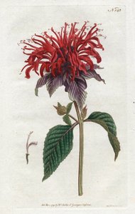 Monarde fistuleuse - Sydenham Teast Edwards